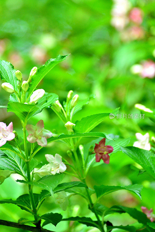 Weigela coraeensis花